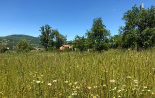 REfieNO, campo fieno naturale 02