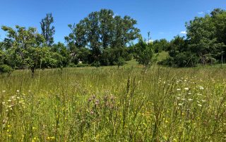 REfieNO, campo fieno naturale 03