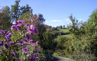 REfieNO, campo fieno naturale 04
