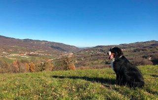 REfieNO, campo fieno naturale 07