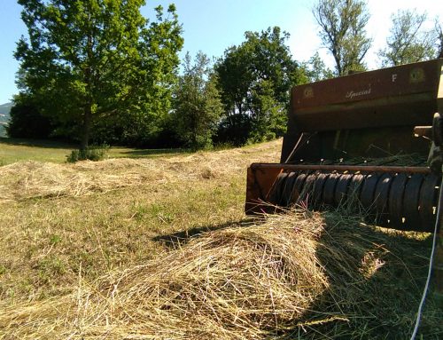 Fieno di montagna: manca poco al nostro raccolto 2020.