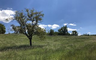 REfieNO, campo fieno di montagna 2