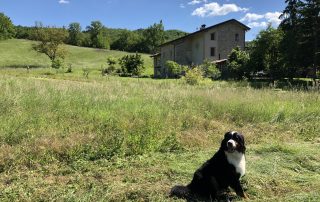 REfieNO, campo fieno di montagna 2