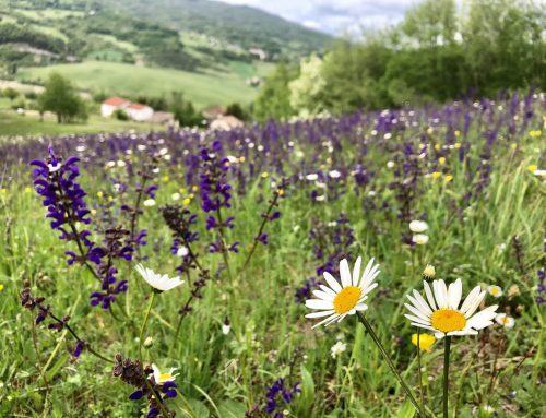 Il fieno naturale polifita